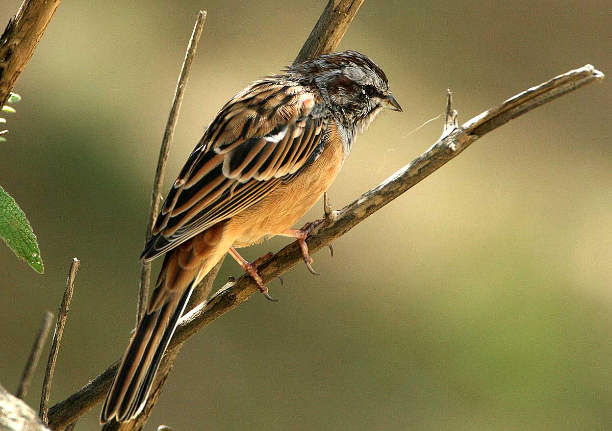 008pg国际官网版_《进击的巨人》86话情报:父亲回忆开启全新世界(图2) 008pg国际版官网入口